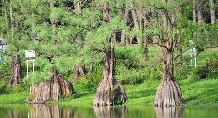 mua tinh dau thong do kwangdong tai ha noi va cascx tinh