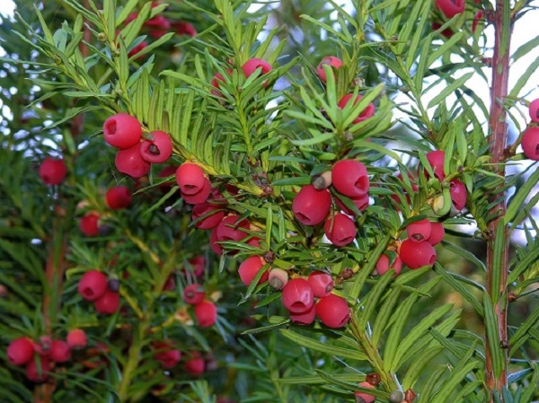 Tác dụng chính của viên tinh dầu thông đỏ Red Pine Hàn Quốc 120 viên là gì?