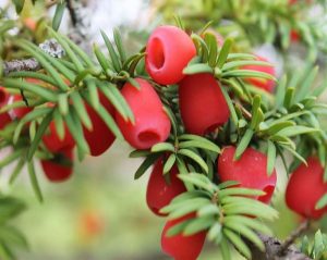 Tinh dầu thông đỏ uống vào lúc nào?