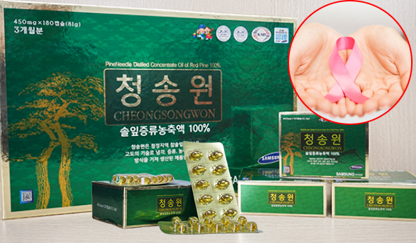Lá thông đỏ là nguyên liệu chính để làm tinh dầu thông đỏ Cheongsongwon.