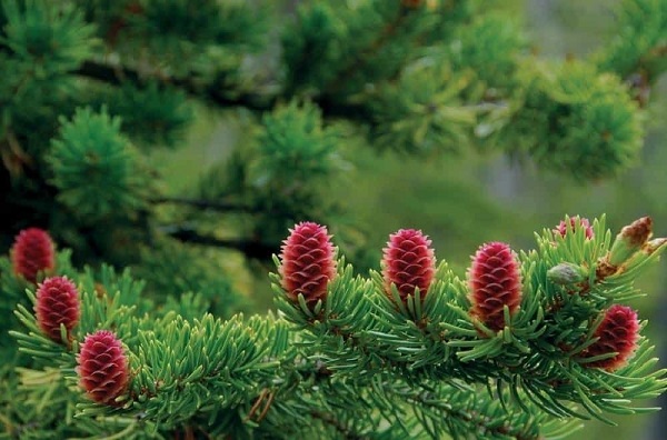 Tinh dầu thông đỏ Samsung Pine Mega Max được chiết xuất từ lá cây thông đỏ.