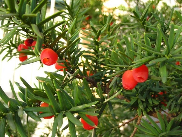 Tinh dầu thông đỏ Hàn Quốc được chiết xuất từ ​​lá của cây thông đỏ.
