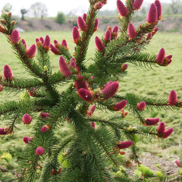 Tinh dầu thông đỏ Red Pine Hàn Quốc được làm từ cây thông đỏ lâu năm.